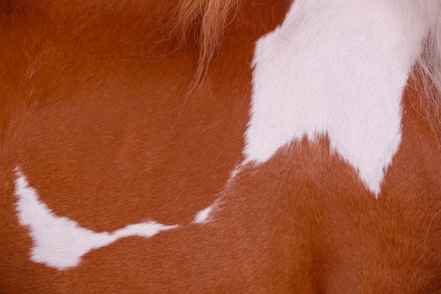 Foto cerrar concepto de piel de caballo para el fondo