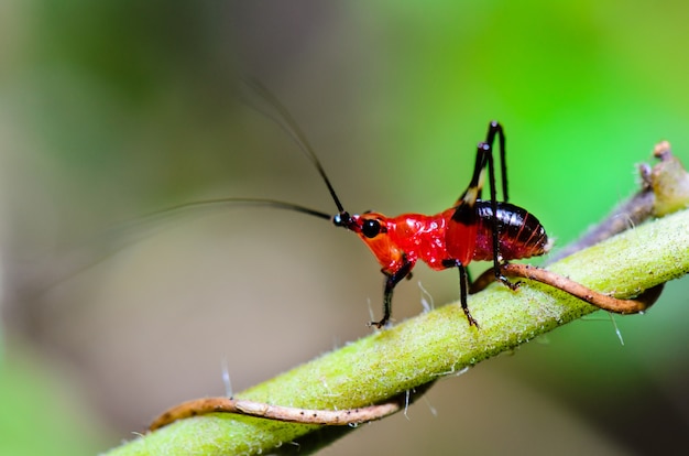 Cerrar Conocephalus Melas diminuto grillo rojo-negro es una especie de Tettigoniidae (grillos de arbusto o saltamonteses) tomada en Tailandia