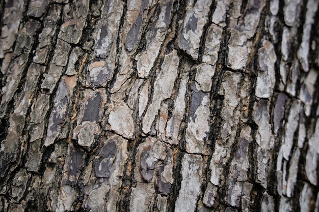 Foto cerrar la corteza de los árboles como un fondo de madera textura de almendra tropical o almendra india