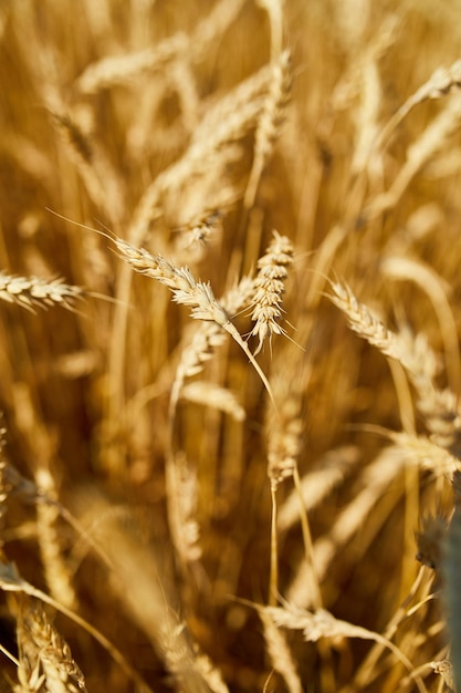 Cerrar la cosecha de trigo campo de trigo de fondo en el día de sol agricultura de verano