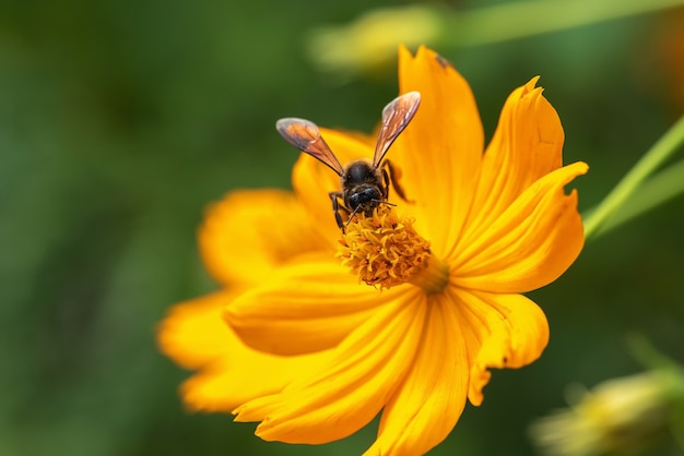 Cerrar cosmos flor naranja y abeja