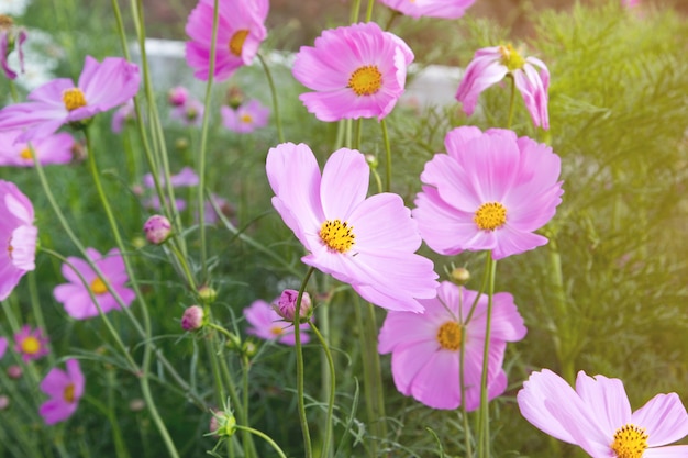 cerrar cosmos rosa en el jardín