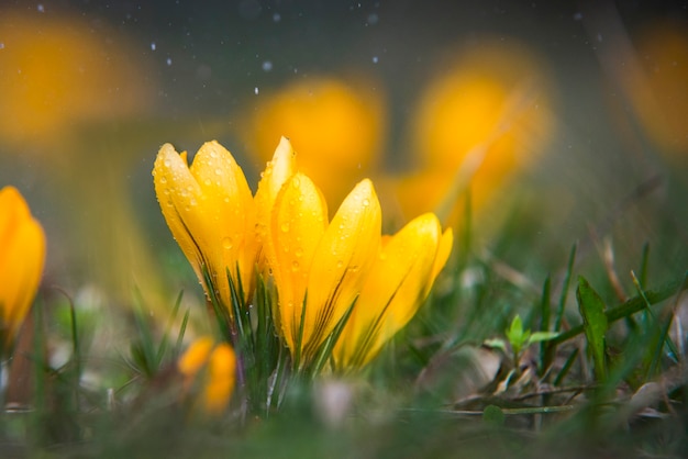 Cerrar en crocus amarillo con gotas de agua y lluvia