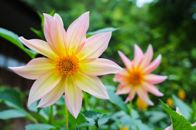 cerrar Dahlia florece en el jardín