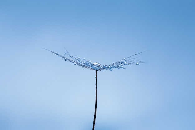 Foto cerrar detalle de diente de león con gotas de agua