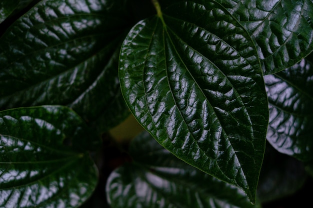 Cerrar detalle de hoja de árbol verde en la selva