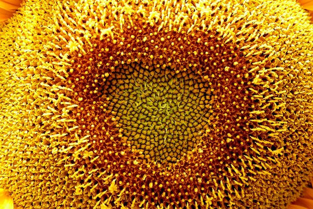 Cerrar en detalle macro flor de girasol