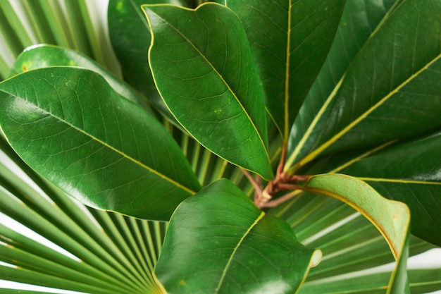 Cerrar detalle patrón y textura de hoja de magnolia verde, fondo de plantas