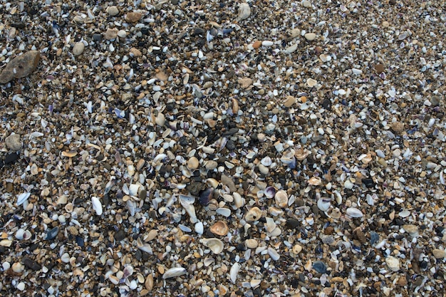 Cerrar en detalles de piedras de conchas ea