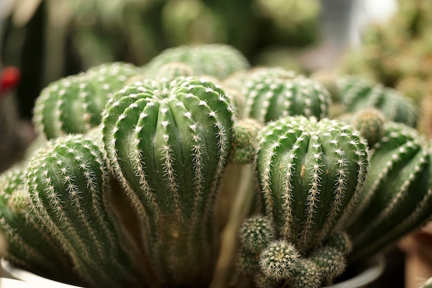 Cerrar los detalles de la planta de cactus