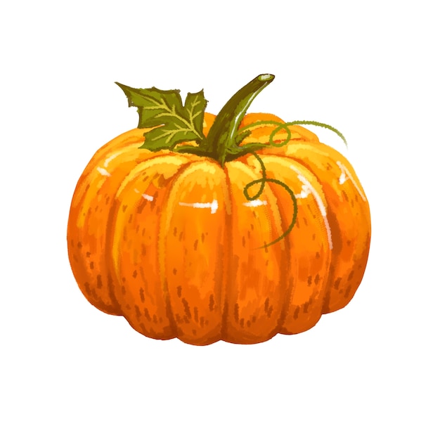 Cerrar en el dibujo de una calabaza aislada