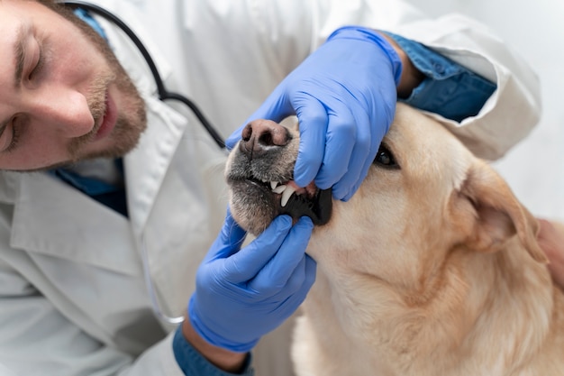 Foto cerrar doctor revisando la boca del perro