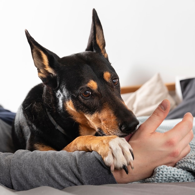 Foto cerrar dueño amante del perro