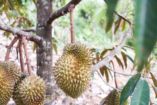 Foto cerrar durian rey de la fruta