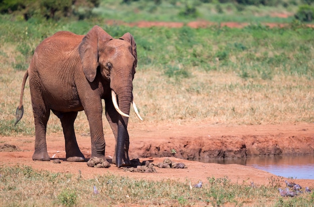 Cerrar en elefante rojo en la sabana