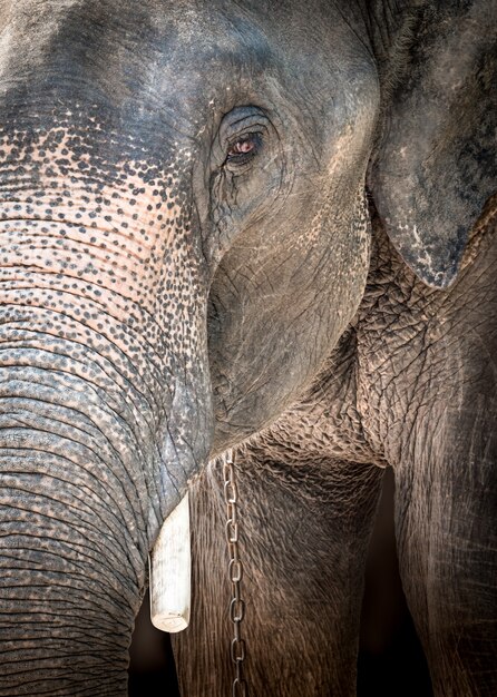 Cerrar elefante triste encadenado