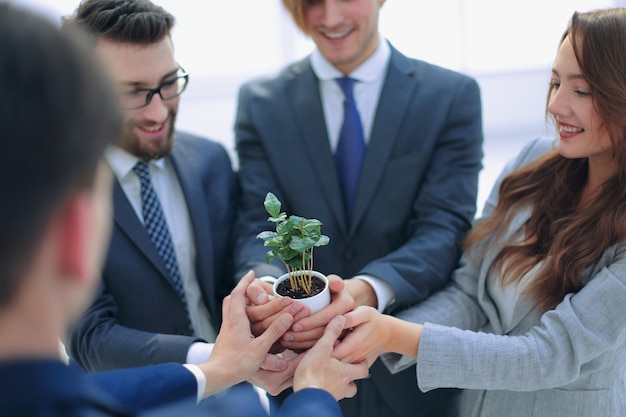 Foto cerrar el equipo de negocios mira los brotes jóvenes