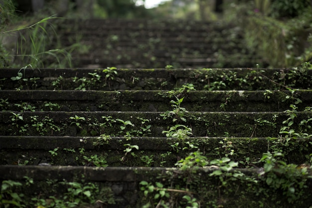 Cerrar escaleras de piedra de musgo en el templo balinesse