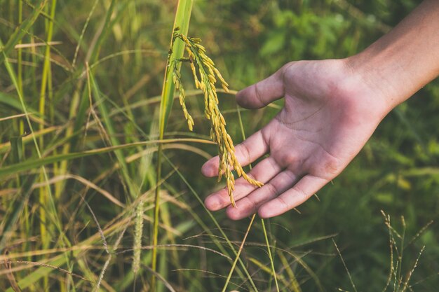 Cerrar la espiga de arroz en la mano