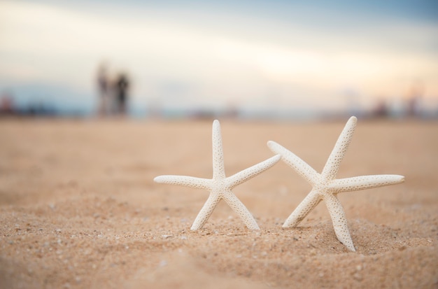 Cerrar estrellas de mar en la playa y la puesta de sol crepúsculo