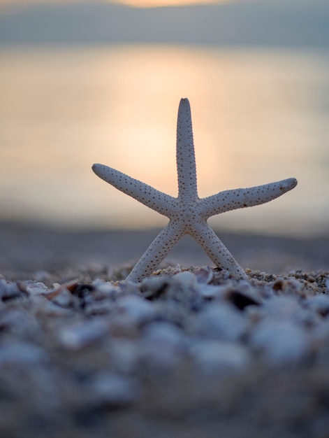 Cerrar estrellas de mar en la playa y la puesta de sol crepúsculo