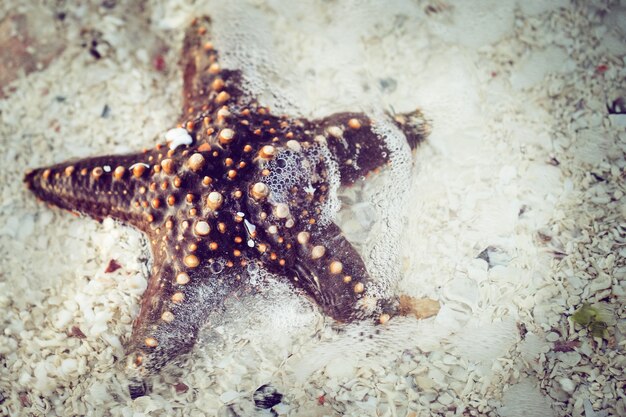 Cerrar las estrellas de mar sobre la arena