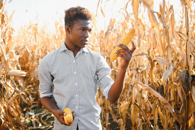 Cerrar una explotación de maíz por el hombre agricultor africano en una tierra de cultivo.