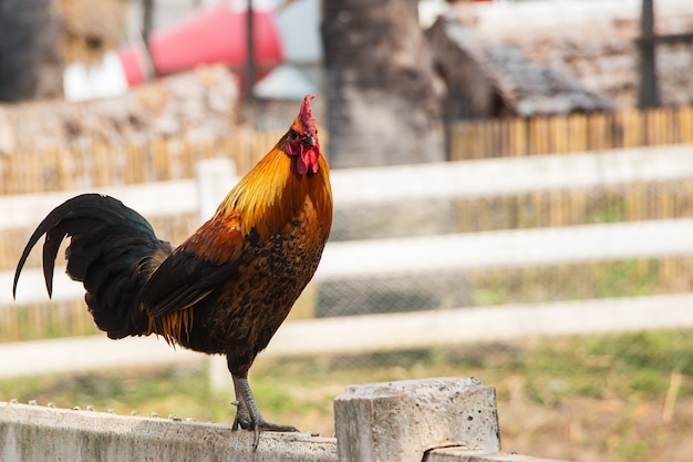 Cerrar Fighting Cock en la granja