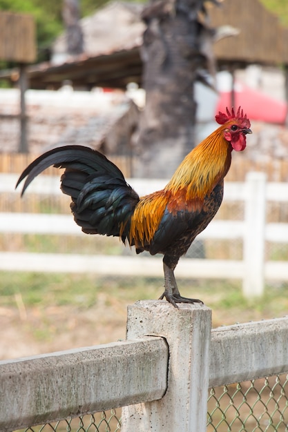 Foto cerrar fighting cock