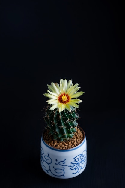 Cerrar flor amarilla de cactus Hamatocactus en maceta de cerámica