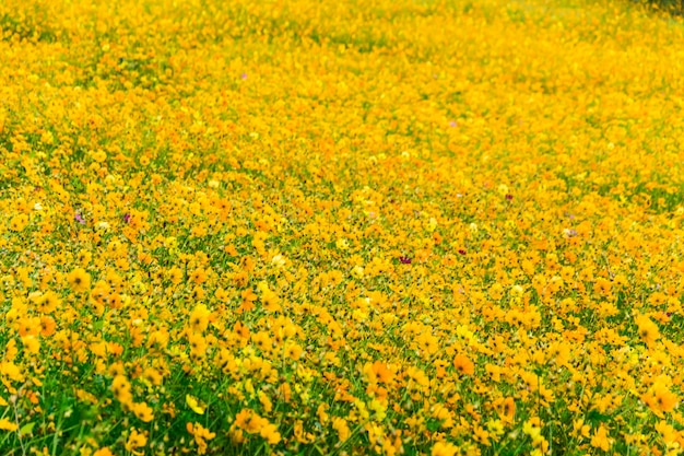 Cerrar flor amarilla cosmos para el fondo