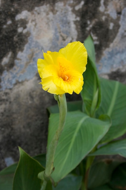 Cerrar en una flor amarilla en Macao