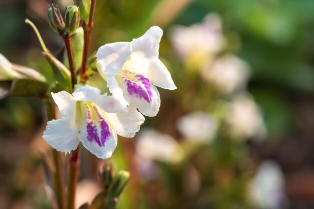 Cerrar flor asystasia india blanca y púrpura La hierba se utiliza como hierba en el jardín