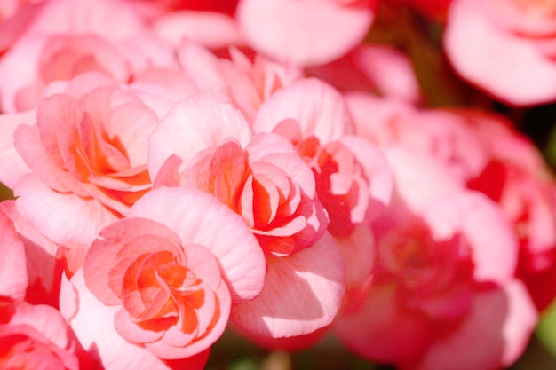 cerrar flor de begonia rosa roja