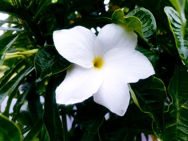 Cerrar flor blanca en el fondo del jardín de flores hermosa naturaleza tonificación primavera naturaleza diseño