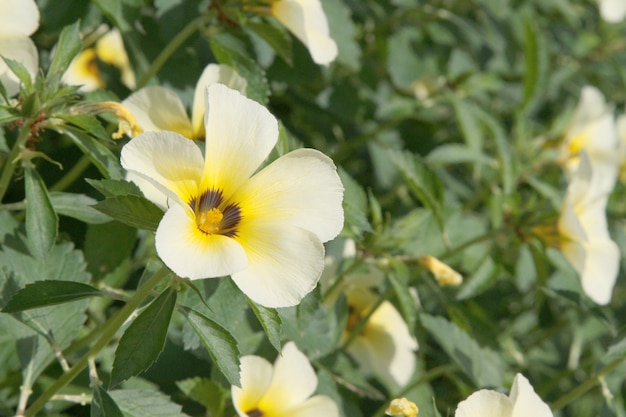 Cerrar flor blanca en el jardín