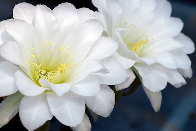 Cerrar flor de cactus blanco