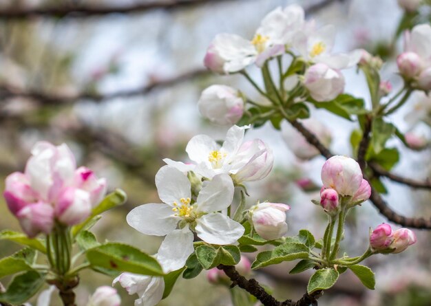 Cerrar flor de capullos de manzana en el concepto de árbol fotografía fotográfica con fondo borroso