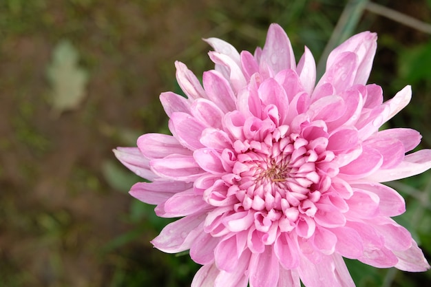 cerrar flor de crisantemo rosa flor hermosa, flor en jardín