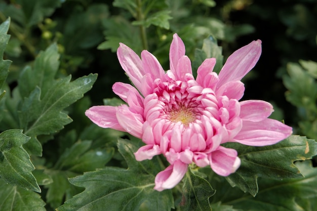 cerrar flor de crisantemo rosa flor hermosa, flor en jardín