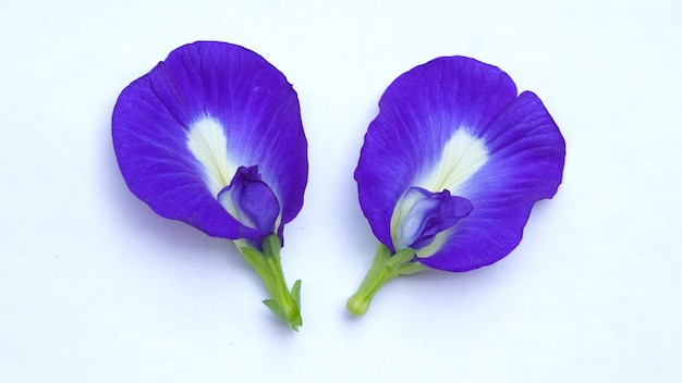 Cerrar flor de guisante de mariposa fresca o guisante azul, bluebellvine, guisante cordofan, bunga telang, teh telang