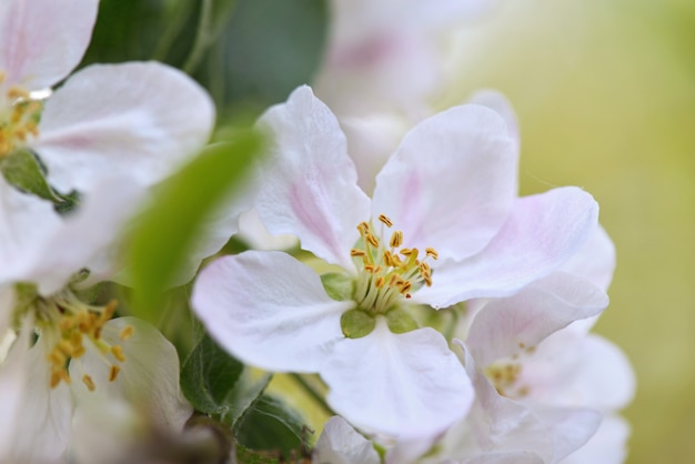 Cerrar en flor hermosa manzano que florece en primavera