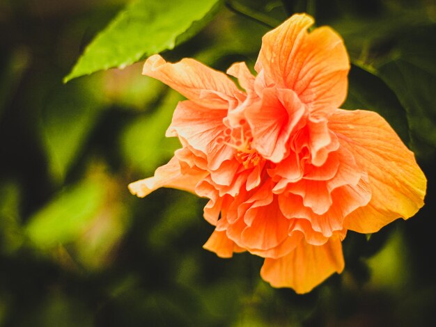 Cerrar flor de hibisco naranja en flor