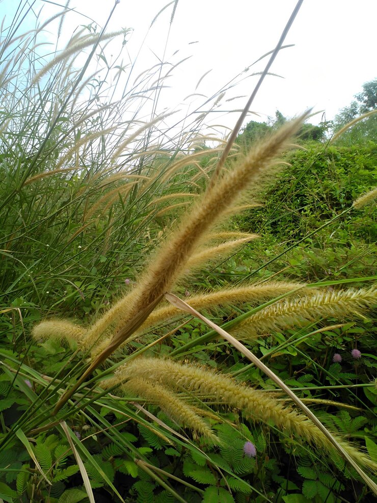 Cerrar flor de hierba en el campo de hierba