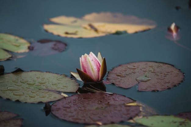 Cerrar en flor de lirio en el agua