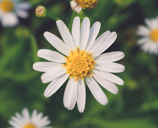 Foto cerrar la flor de la margarita blanca