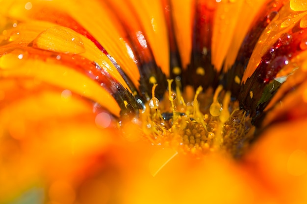 Cerrar en flor de naranja con gotas de agua