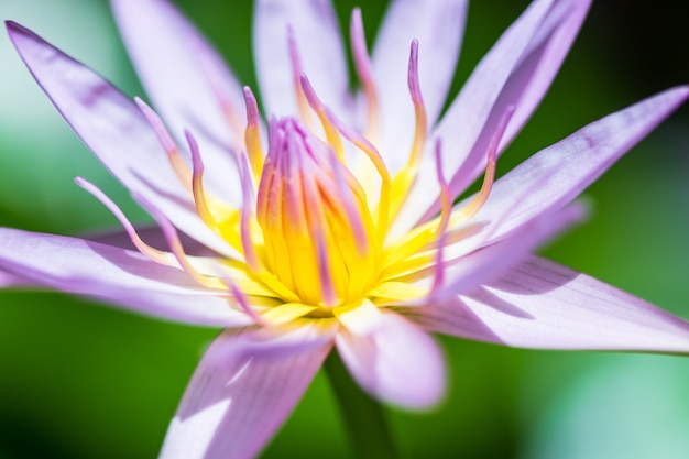 cerrar flor de nenúfar