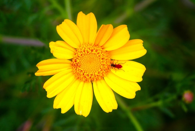 Cerrar flor de primavera con bug