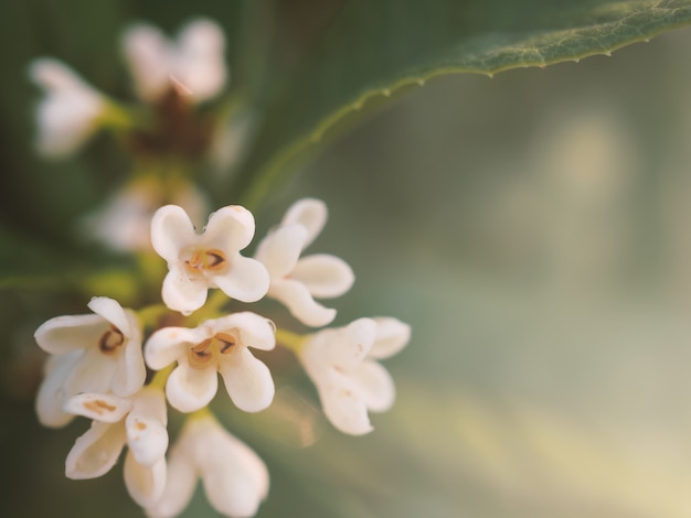 Cerrar flor de ramo blanco